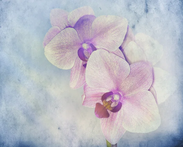 Vieux fond de papier texturé avec orchidée — Photo