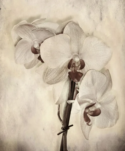 Vieux fond de papier texturé avec orchidée — Photo