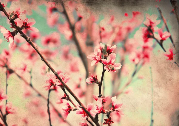 グランジ背景に桃の花 — ストック写真