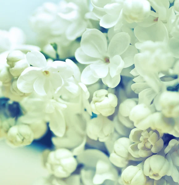 White flowers of lilac — Stock Photo, Image