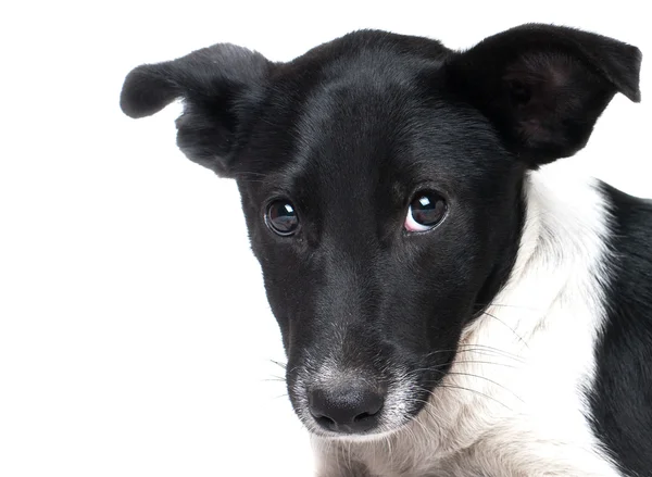 강아지 개 — 스톡 사진