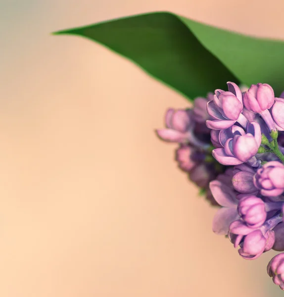 Flowers lilac — Stock Photo, Image