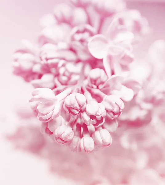 Blüten flieder — Stockfoto