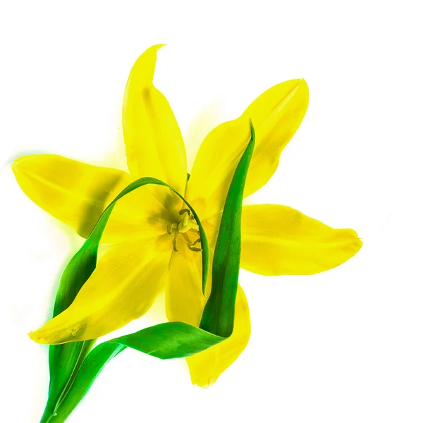 Tulipano giallo su sfondo bianco — Foto Stock