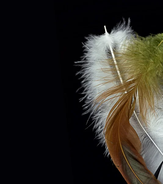 Pluma de un pájaro sobre un fondo negro — Foto de Stock