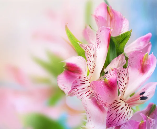 Bir buket pembe çiçek. — Stok fotoğraf