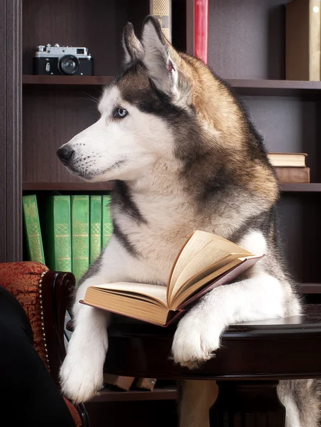 Cão com livro — Fotografia de Stock