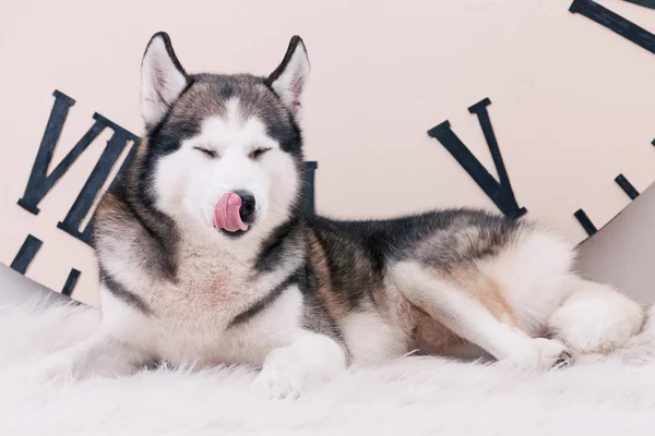 Hund slikker sig selv - Stock-foto