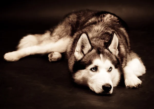 Cão siberiano husky . — Fotografia de Stock