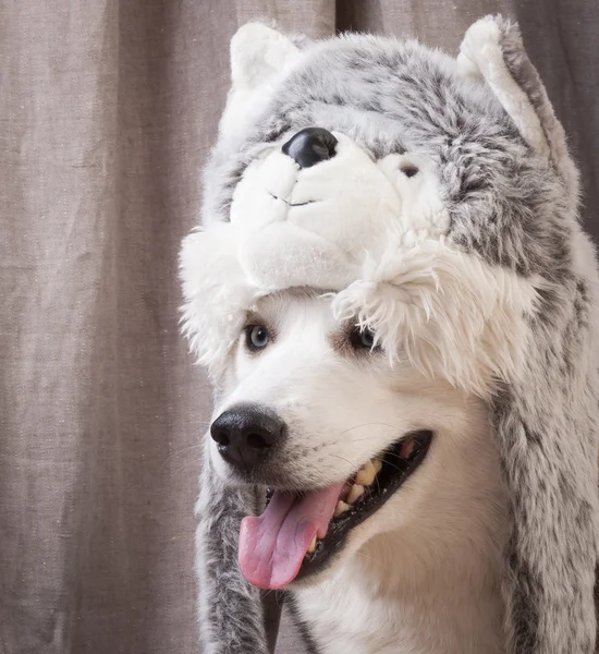 Dog dressed up like cat — Stock Photo, Image