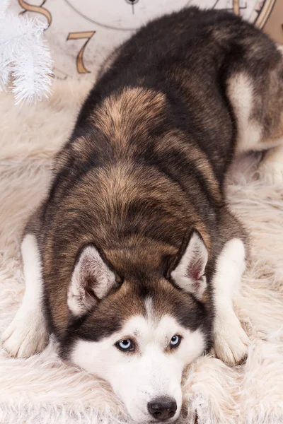 Sibiřský husky pes — Stock fotografie