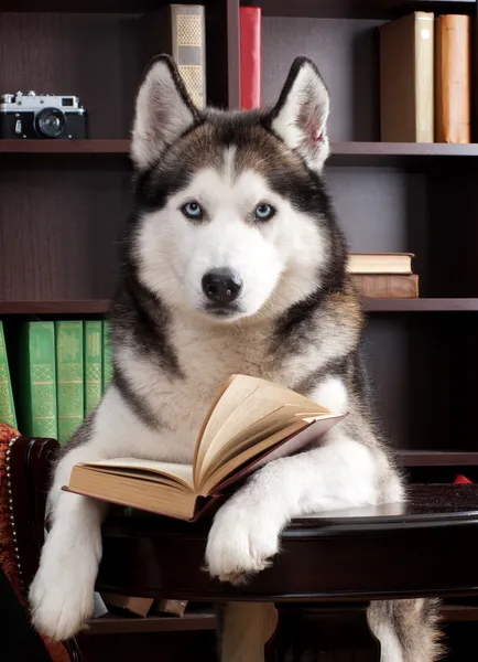 Cão com livro — Fotografia de Stock