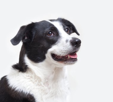 dog head shot isolated on white