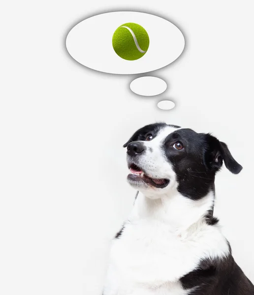 Dog dreaming about a ball — Stock Photo, Image