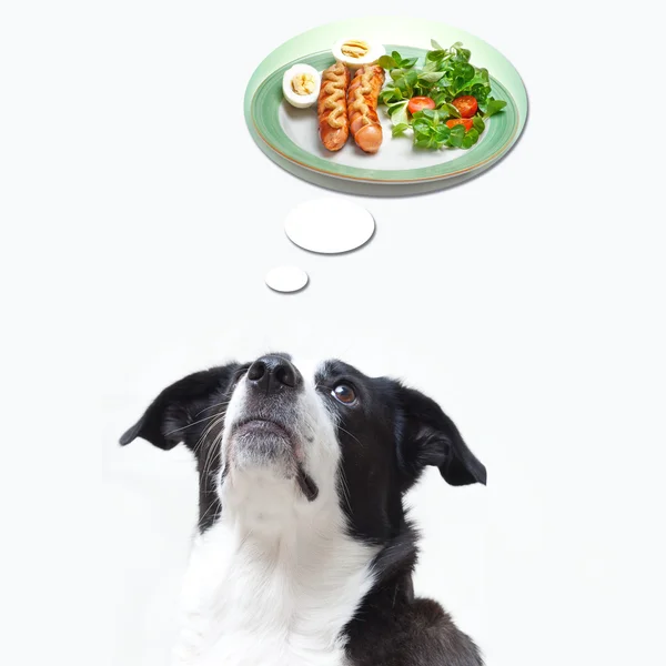 Dog dreaming about food — Stock Photo, Image