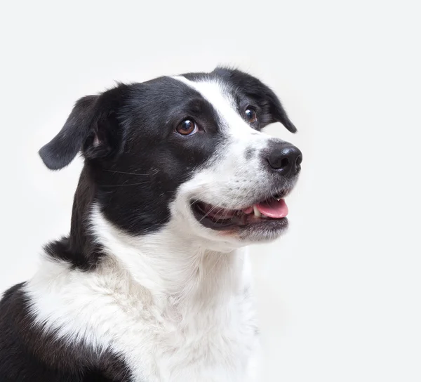 Perro tiro en la cabeza aislado en blanco Fotos de stock libres de derechos