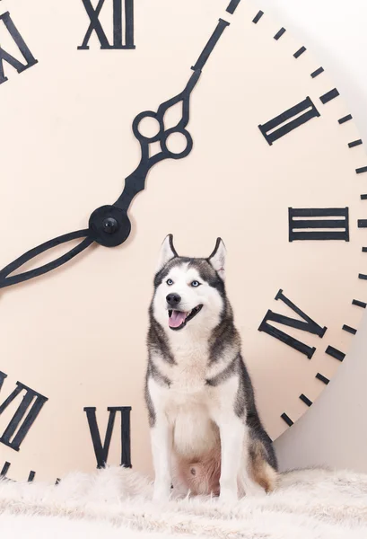 Dog and big clock — Stock Photo, Image