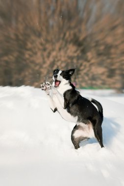 köpek oyun kış, yan görünümü Hareket Bulanıklığı