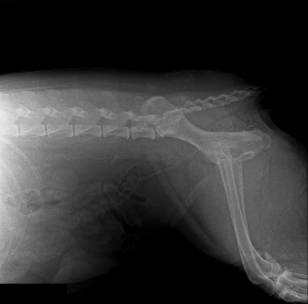 Dog, Xray — Stock Photo © sementer 30821019