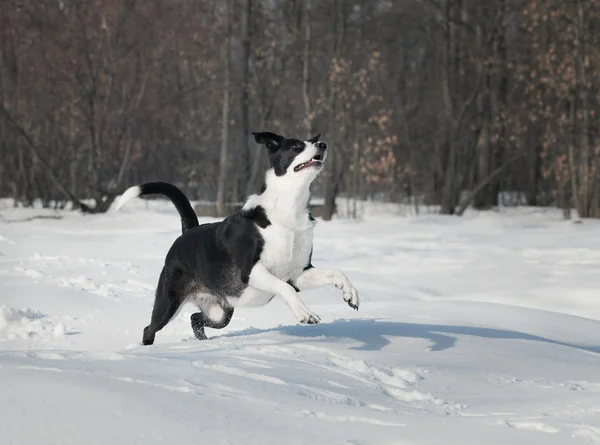 Hunden spelar utanför i vit snö — Stockfoto