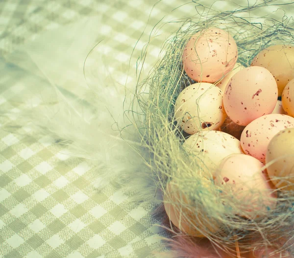 Ägg i boet — Stockfoto