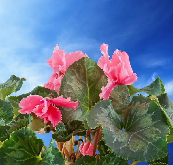 Achtergrond met bloem — Stockfoto