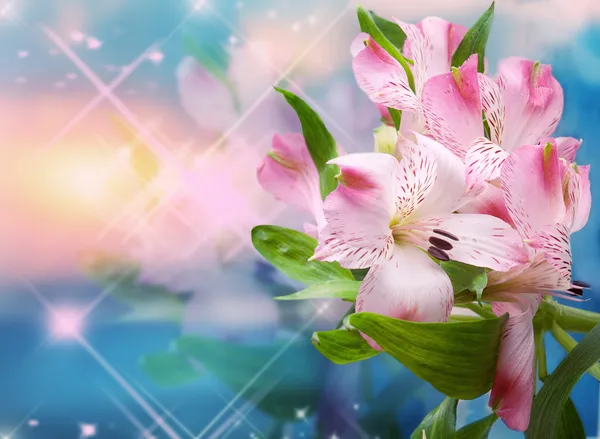 Beautiful flowers background — Stock Photo, Image