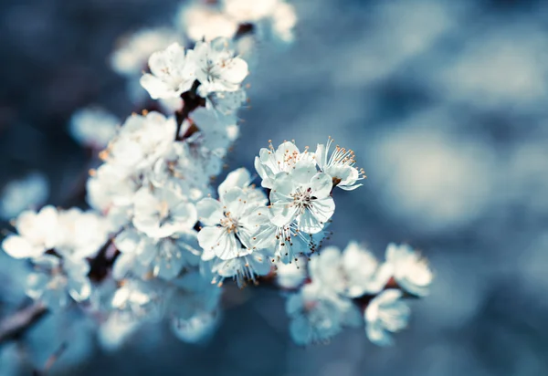 Mooie abrikoos witte bloemen — Stockfoto