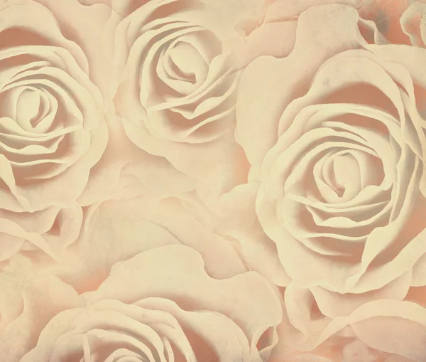 ベージュ色のバラの背景 — ストック写真