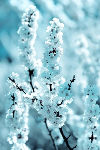 Schöne apricot weiße Blüten — Stockfoto