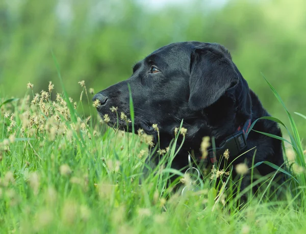 Labrador verbergen in het groene gras — Stockfoto
