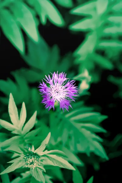 Violet forest flower — Stock Photo, Image