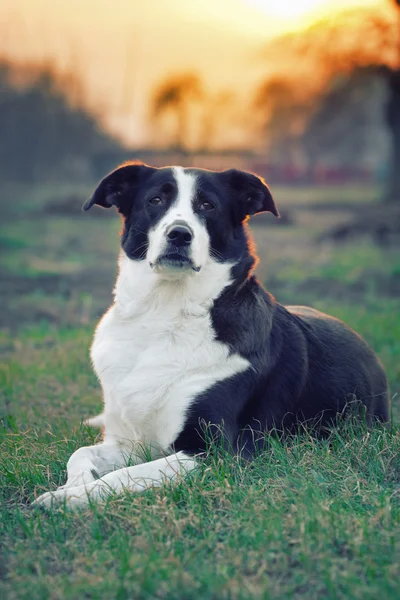 Hond in zonsondergang licht — Stockfoto