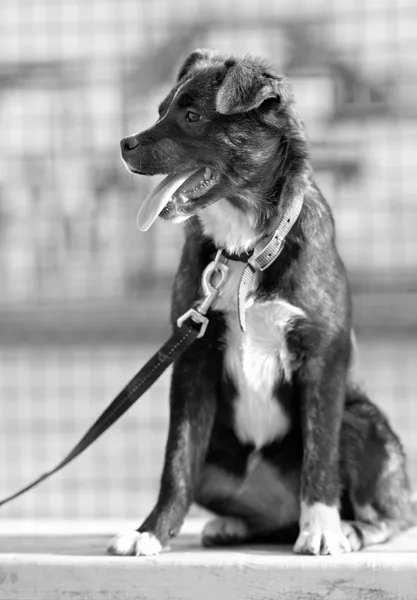 Hond aangelijnd geduldig wachten op zijn eigenaar — Stockfoto