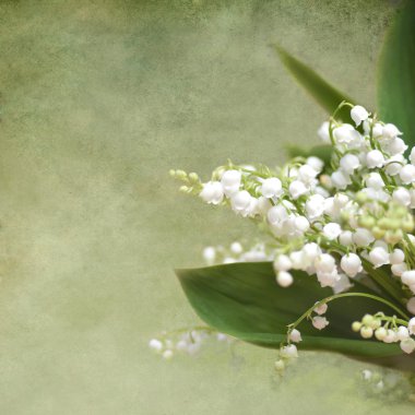 çiçekli vadi zambağı