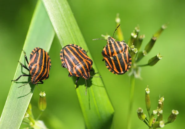 Bugs em folhas de manhã — Fotografia de Stock