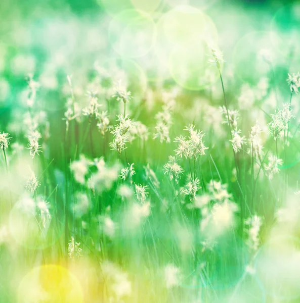 Flores a la luz del sol —  Fotos de Stock