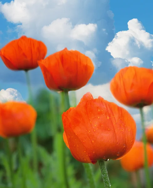 Poppy bloemen op het gebied tegen de blauwe hemel — Stockfoto
