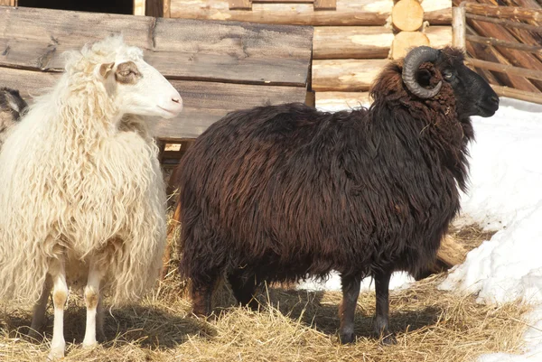 Chov ovcí a koz na pastvu — Stock fotografie