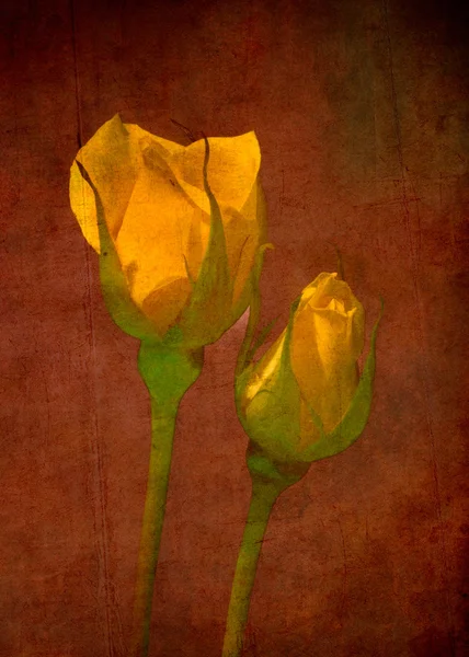 Grunge υφή φόντου με το ροδαλό λουλούδι — Φωτογραφία Αρχείου