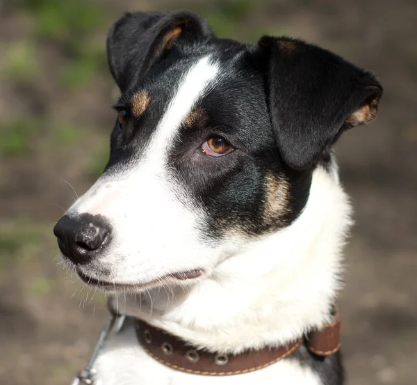 Pretty mixed breed dog — Stock Photo, Image