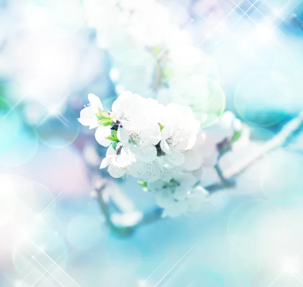 Немного размытые красивые цветы сакуры — стоковое фото