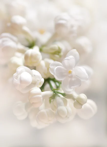 White flowers background — Stock Photo, Image