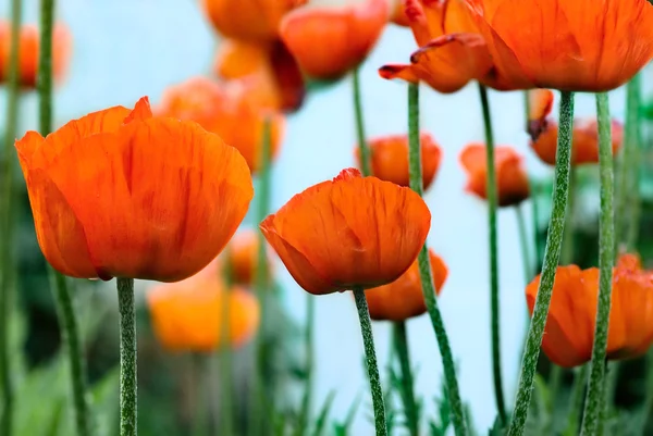 Poppy bloemen — Stockfoto