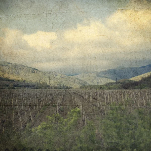 Vineyard peyzaj — Stok fotoğraf