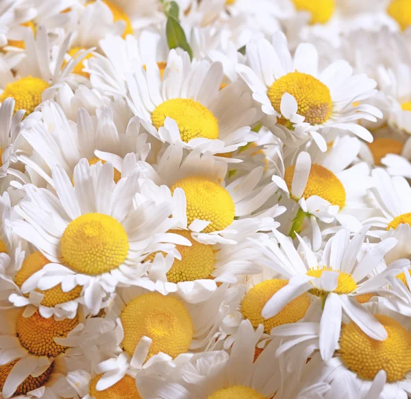 Bouquet of beautiful chamomiles flowers — Stock Photo, Image