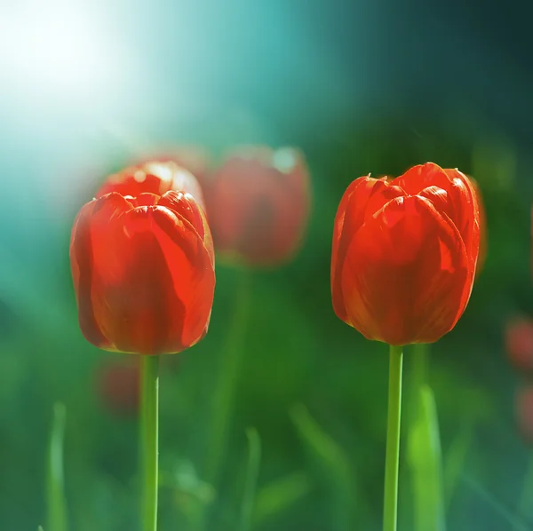 Natuur achtergrond — Stockfoto