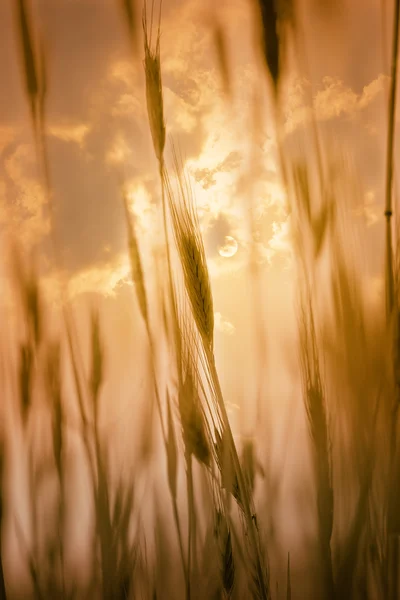 Champ de blé contre la lumière du soleil — Photo