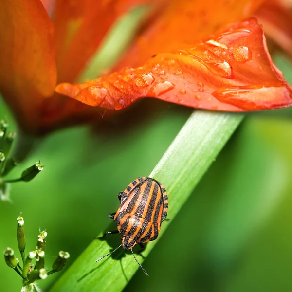 Bug op een gras — Stockfoto