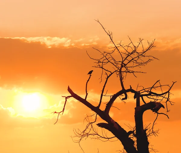 Silhouette arbre contre coucher de soleil — Photo